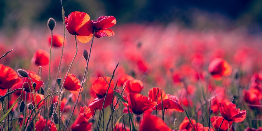 They shall grow not old, as we that are left grow old:
Age shall not weary them, nor the years condemn.
At the going down of the sun and in the morning
We will remember them.