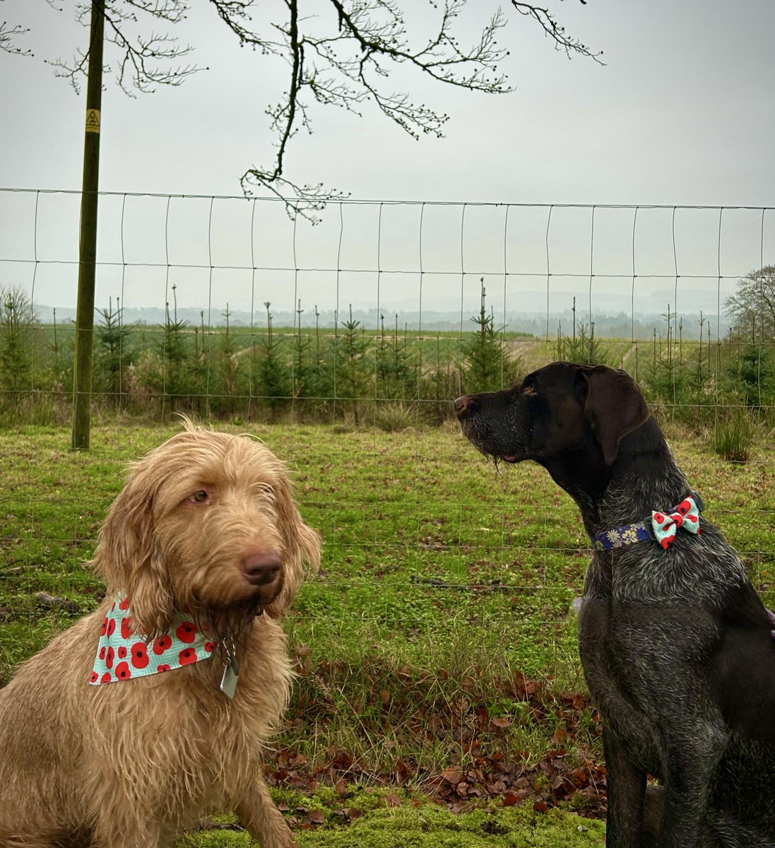 SazMills's tweet photo. #LestWeForget https://t.co/tCqXEnsexB
