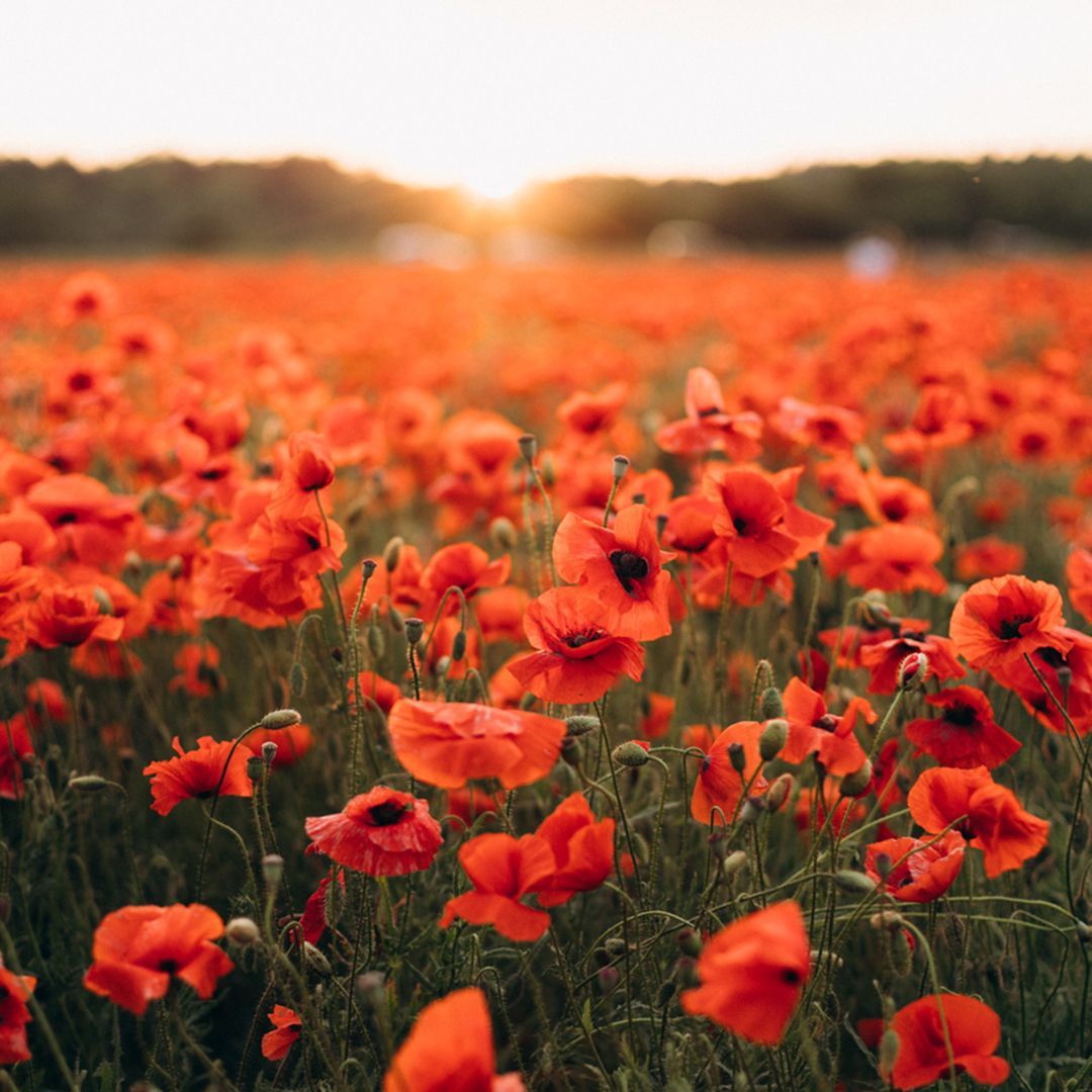 "I ask no more than to live a hundred years longer, that I may have more time to dwell the longer on your memory." - Jules Verne 

#remembranceday #lestweforget #remembrance #poppies #armisticeday