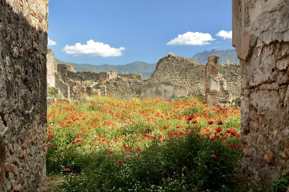Poppies #Pompeii for Remembrance Sunday #RemembranceDay