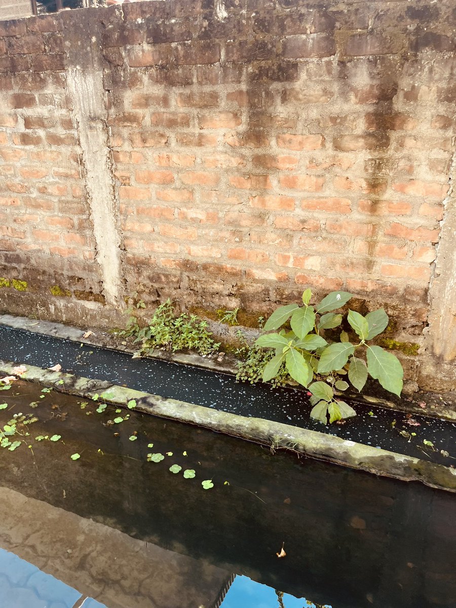 sumittamuly's tweet photo. @himantabiswa I’m writing on behalf of the residents of Biholongoni,Rudreswar Gaon Panchayat,to bring to your attention an urgent issue regarding the incomplete drainage system in our area.This project, spanning less than 100 mtr, is essential to prevent water stagnation and imprv sanitation. https://t.co/VzTmO5fY0z
