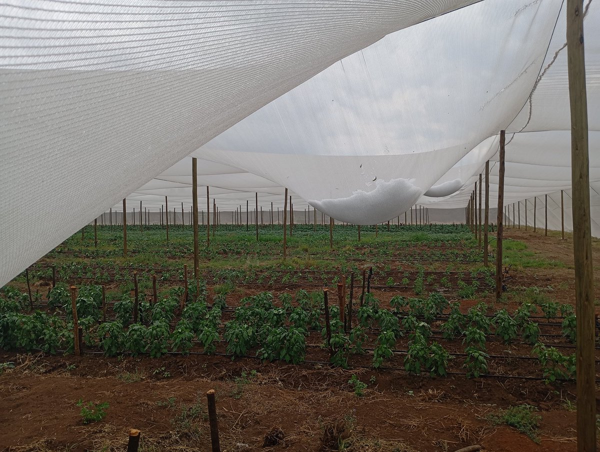 kokiebaloyi26's tweet photo. Benefits of having a shade net structure. We just got hail and my queen's are safe 💚💚💚🌱🌱🌱🫑🫑🫑🫑
Good investment https://t.co/GxTUs75oIg