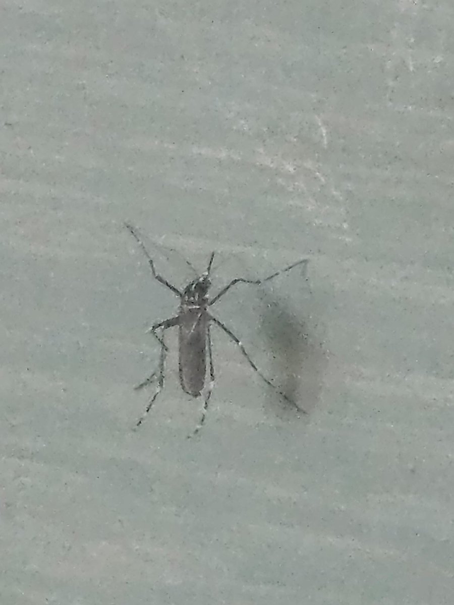 Alguèn poderìa dicirme se este è un mosquito tigre?? (Está xa notificado por se acaso, pero gustaríame sabelo)
Grazas!!
#AedesAlbopictus #MosquitoTigre #Xunta