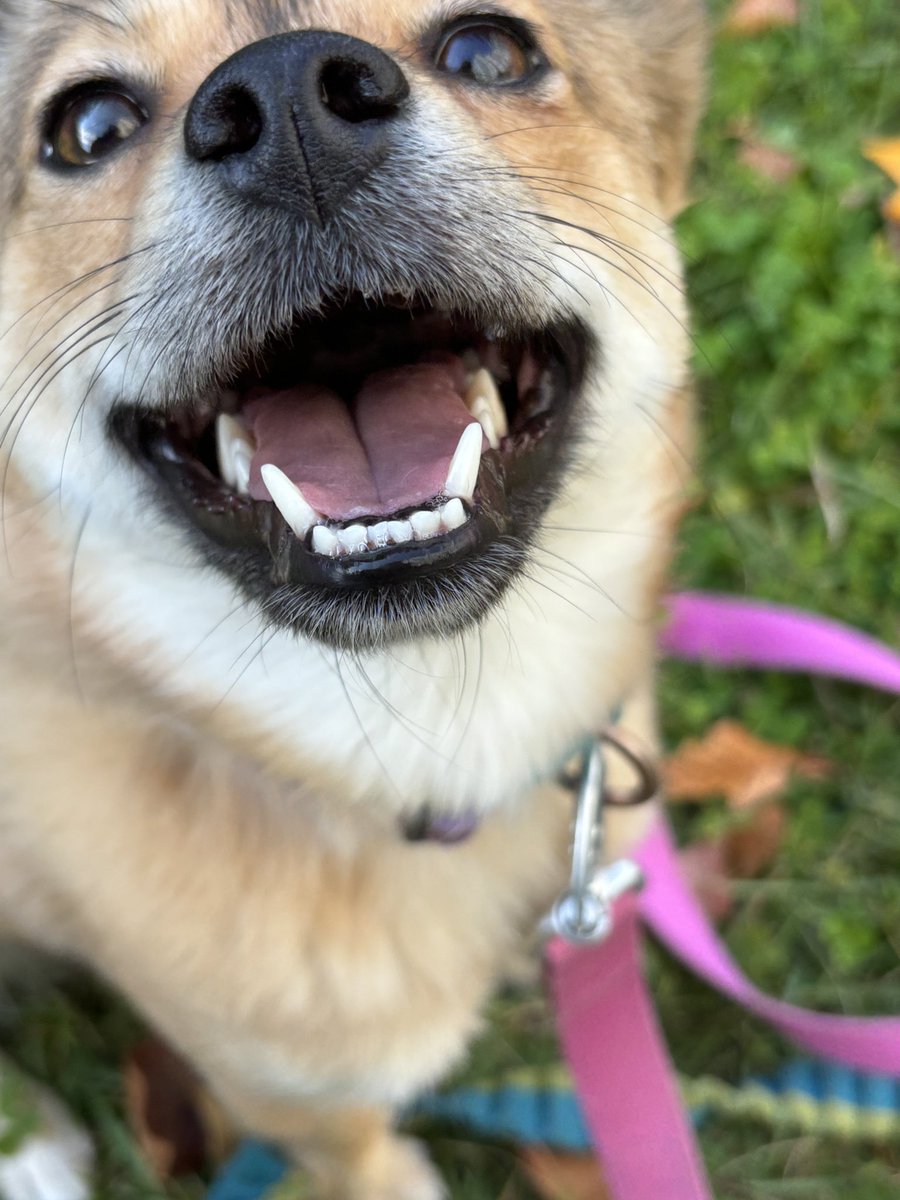 내가 웃는게 웃는게 아니야. 
클스마스 전에 방 빼야 한다니까요. 
아무개 가족 찾아요. 스마일 걸 아무개 입양가고 싶어요. 네 아직도 입양문의 0건..... 
아하하하하하하 아하하하하하 왜죠? 이렇게 귀여운데.!!!! 진지합니다. 아무개 가족 찾아요. 많은 알티와 관심 부탁드립니다.