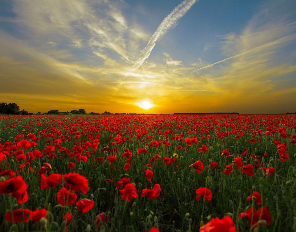 We will remember them.

Thank you ♥️ #LestWeForget