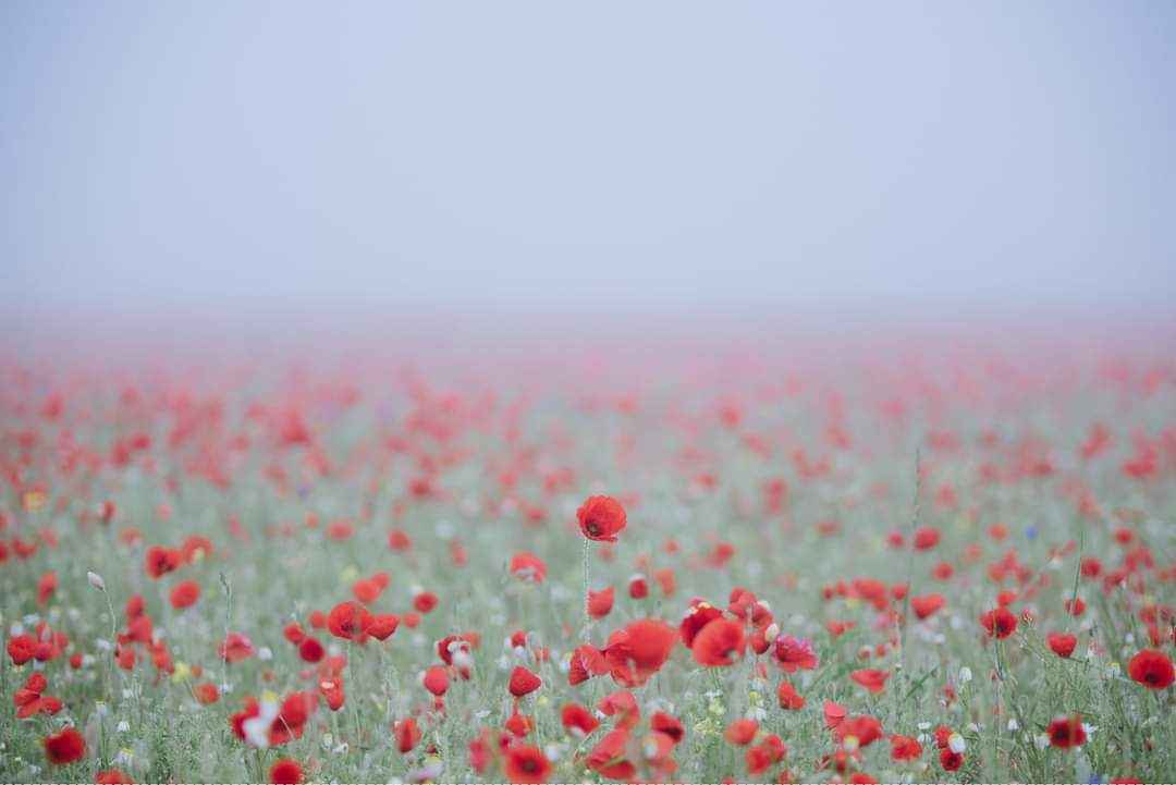 PrestonsVoice's tweet photo. Remembrance Sunday 10th November 2024.
#LestWeForget #lestweforget2024 https://t.co/YbDuv4iH9F