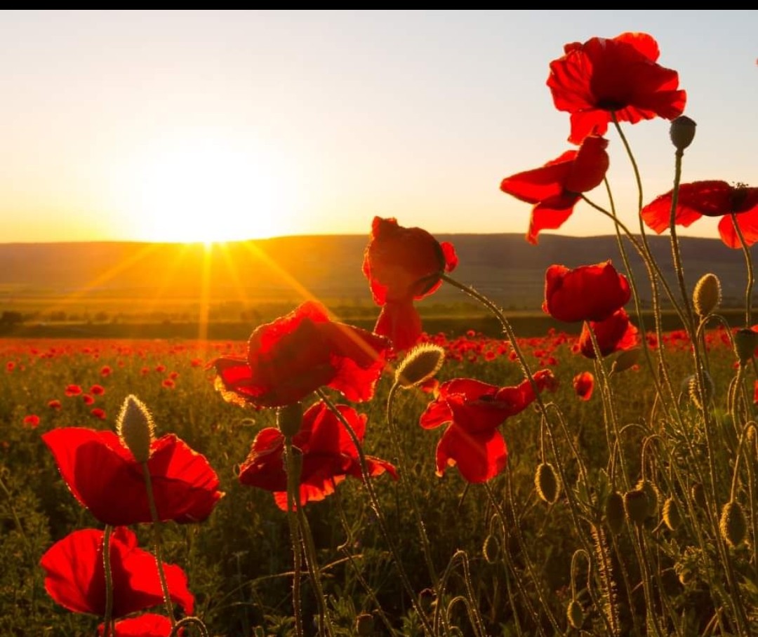 Lest we forget. 
<a href="/HPMA_National/">HPMA</a>