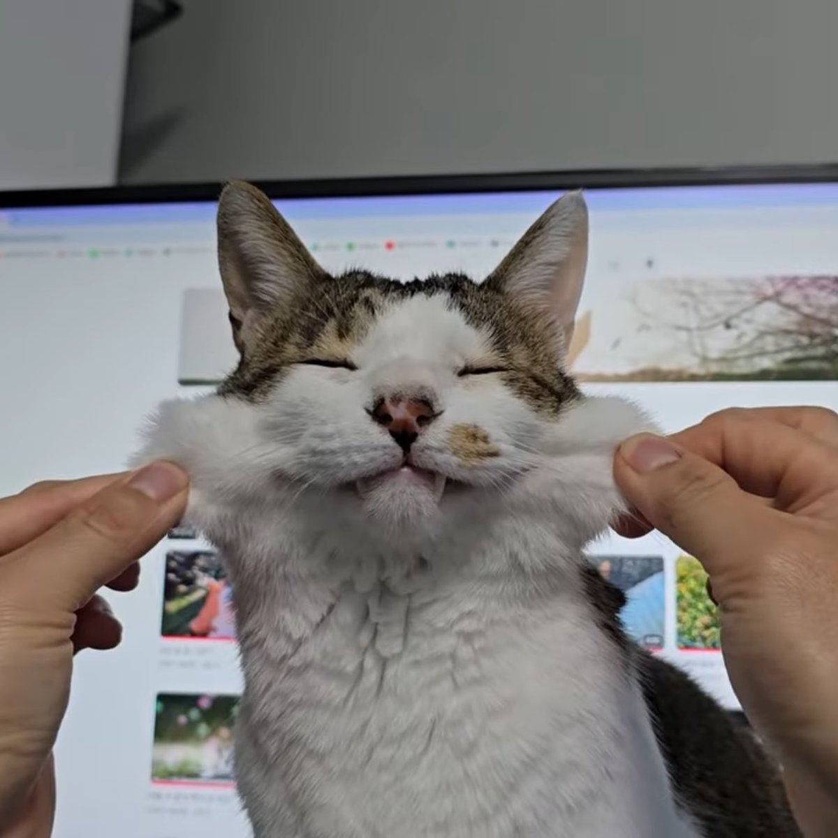 말도 안되게 순함
강아지도 이정도로 만지면 물것같은데
무둥이는 하하하가 이래 만져도 좋대 ㅜㅜ