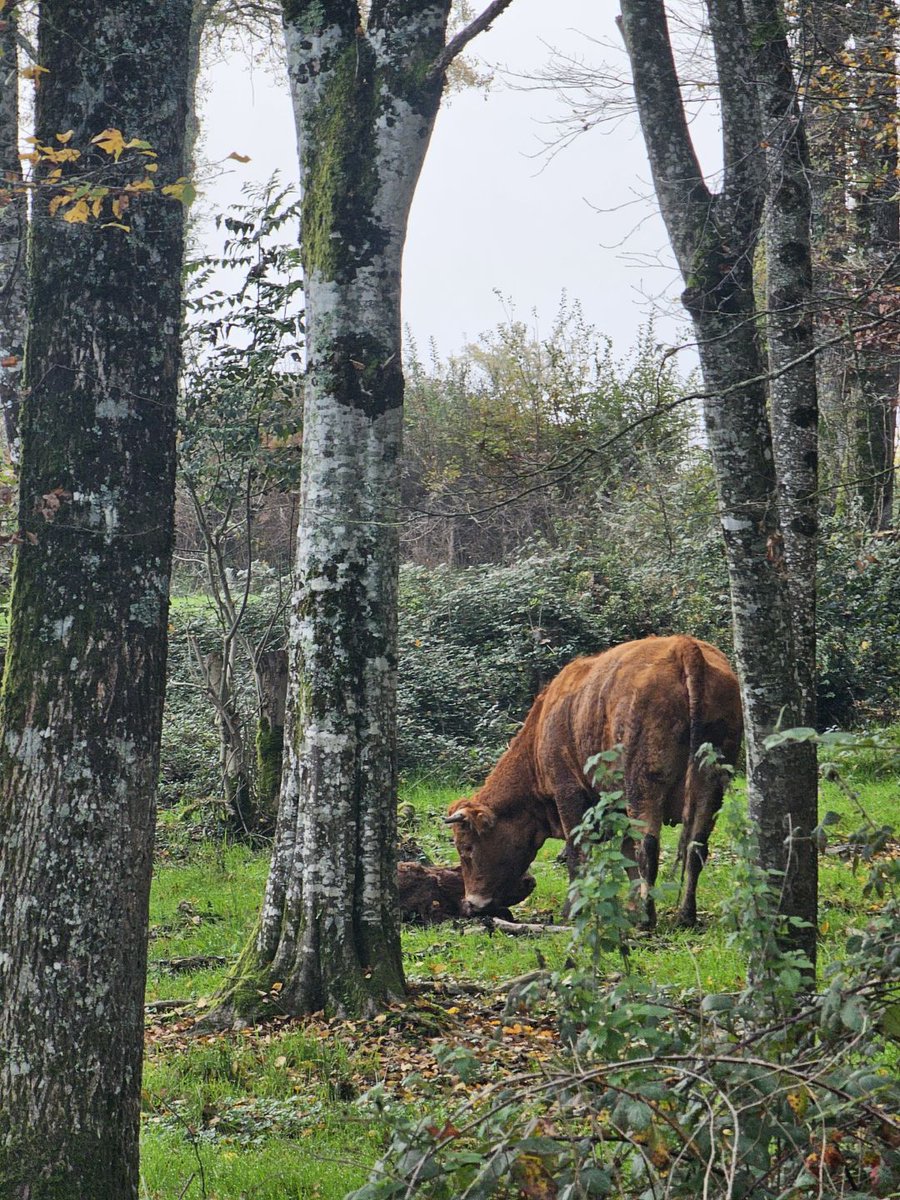 We're calving at the moment.
