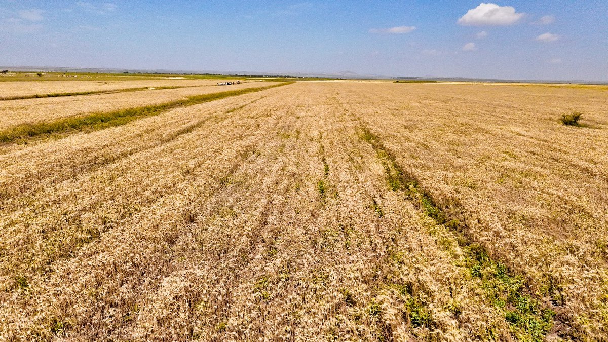 Mustafe_M_Omer's tweet photo. Wheat production in Haroorays district, Faafan Zone. Thanks to increased production of locally produced cereals, vegetables &amp; fruits, a marked reduction in prices is achieved this year, in Somali Region: a year ago, a quintal of wheat was Birr 6,000; today, it is Birr 4500. https://t.co/eSGbWd051E