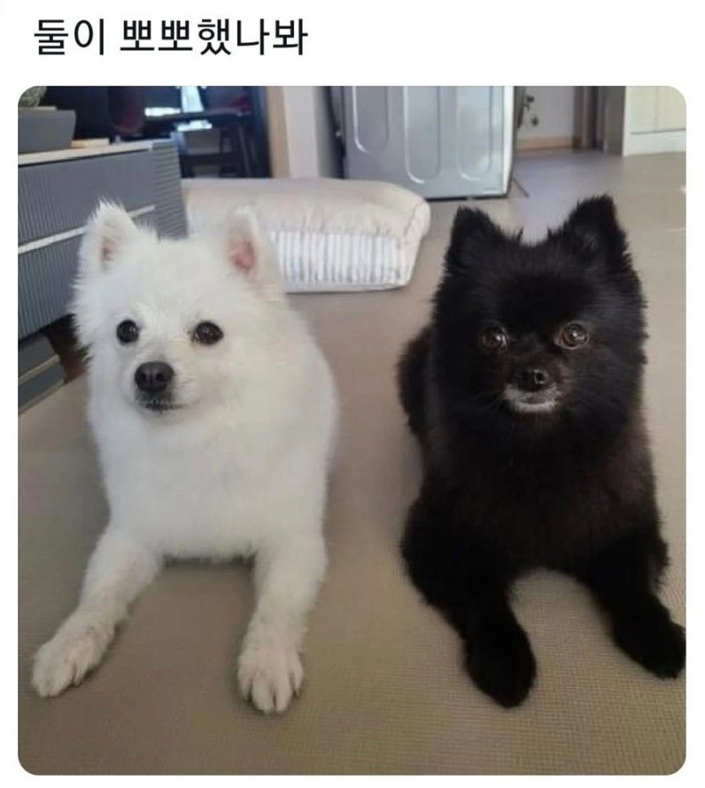 honjabogin's tweet photo. https://t.co/aK84Nsrfeb