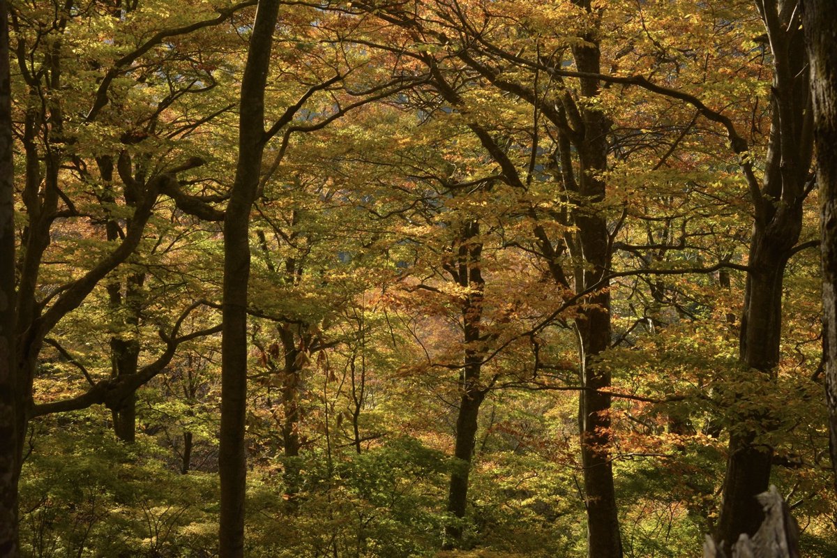 ツキ山 tweet media