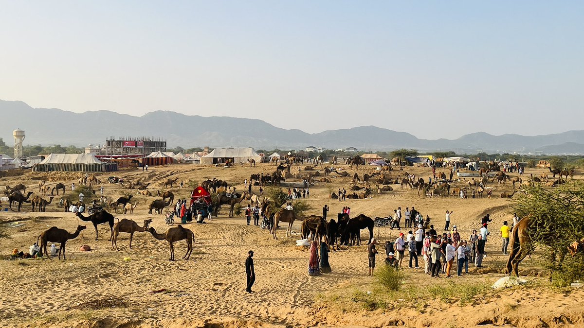 chenaramldn's tweet photo. पुष्कर (अजमेर) पशु मैला 2024

#pushkarmela2024 
#pushkarfair https://t.co/uBBysj4otc