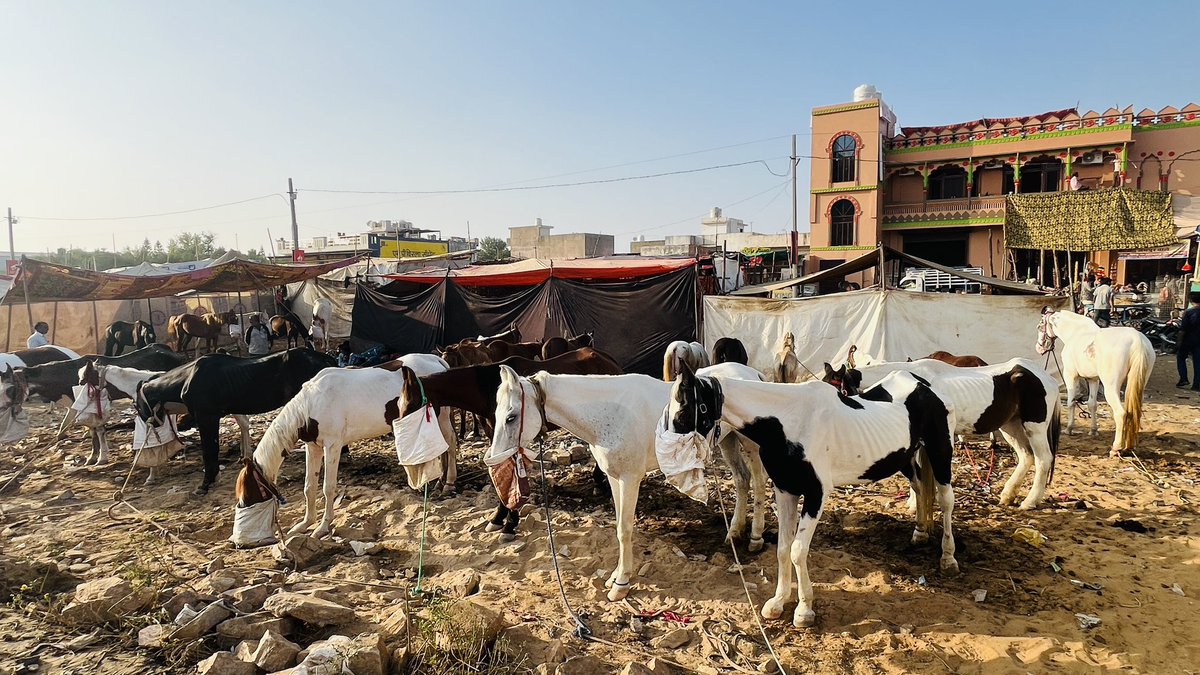 पुष्कर (अजमेर) पशु मैला 2024

#pushkarmela2024 
#pushkarfair