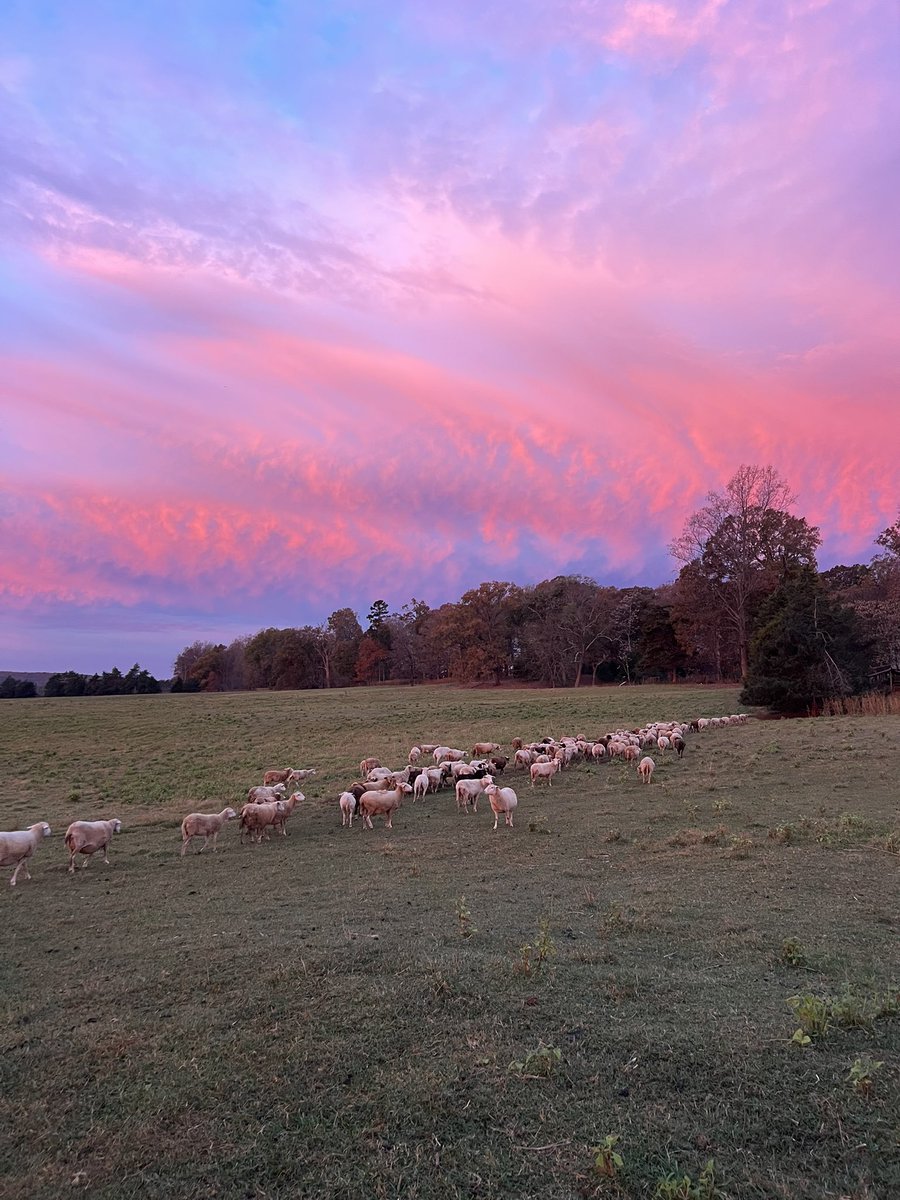 Ewes are ready to graze this morning