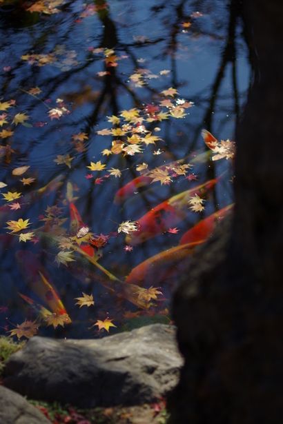 YatNz's tweet image. 真に神秘🍁🪨🪵
#絶景 #holybeautifulsight #fallart