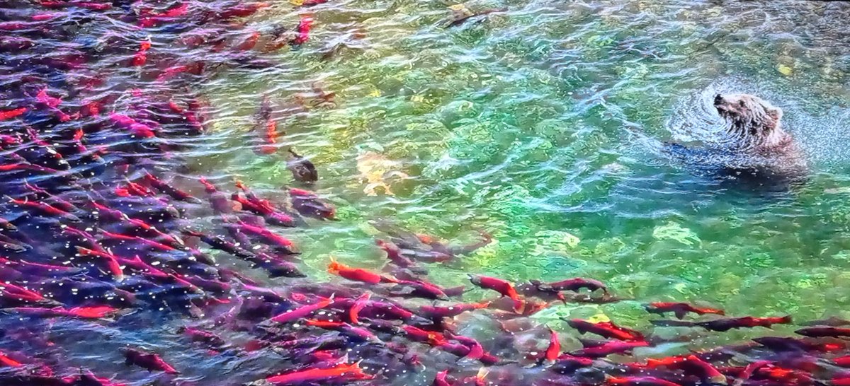 YatNz's tweet image. 真に神秘🍁🪨🪵
#絶景 #holybeautifulsight #fallart