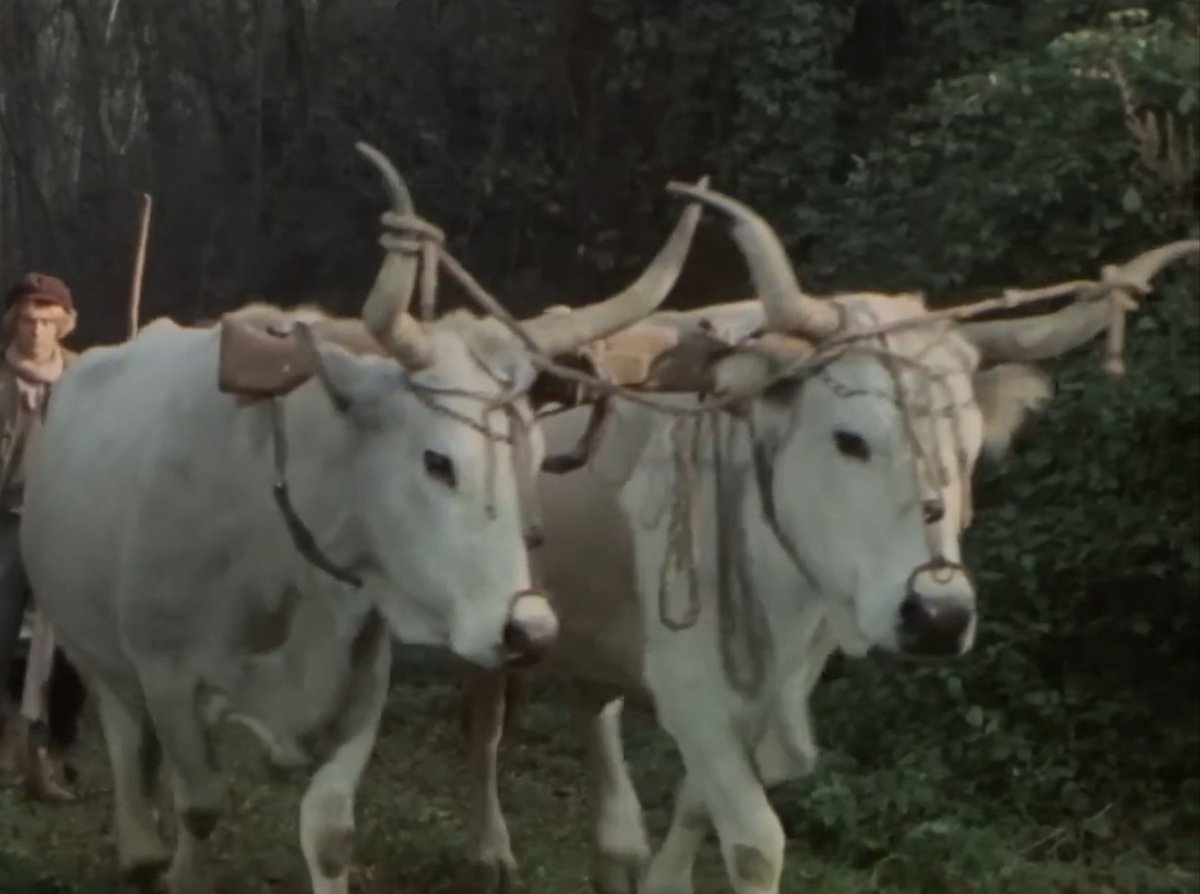 YatNz's tweet image. 真に神秘🍁🪨🪵
#絶景 #holybeautifulsight #fallart