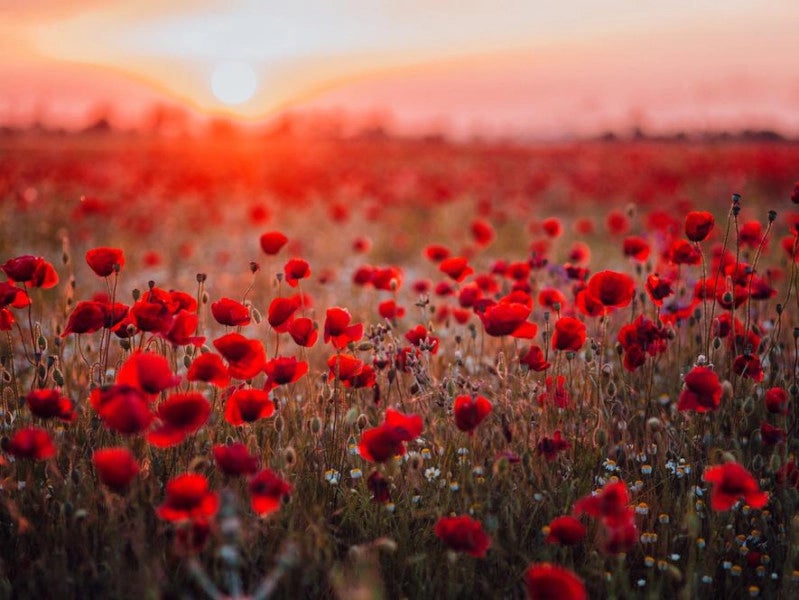 RAF_Luton's tweet image. They shall grow not old, as we that are left grow old: Age shall not weary them, nor the years condemn. We will remember them.

Posted from a Canberra