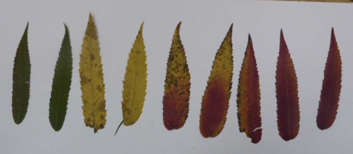 Reception have been investigating leaves in the school grounds. <a href="/ForestSchools/">Forest Schools</a>