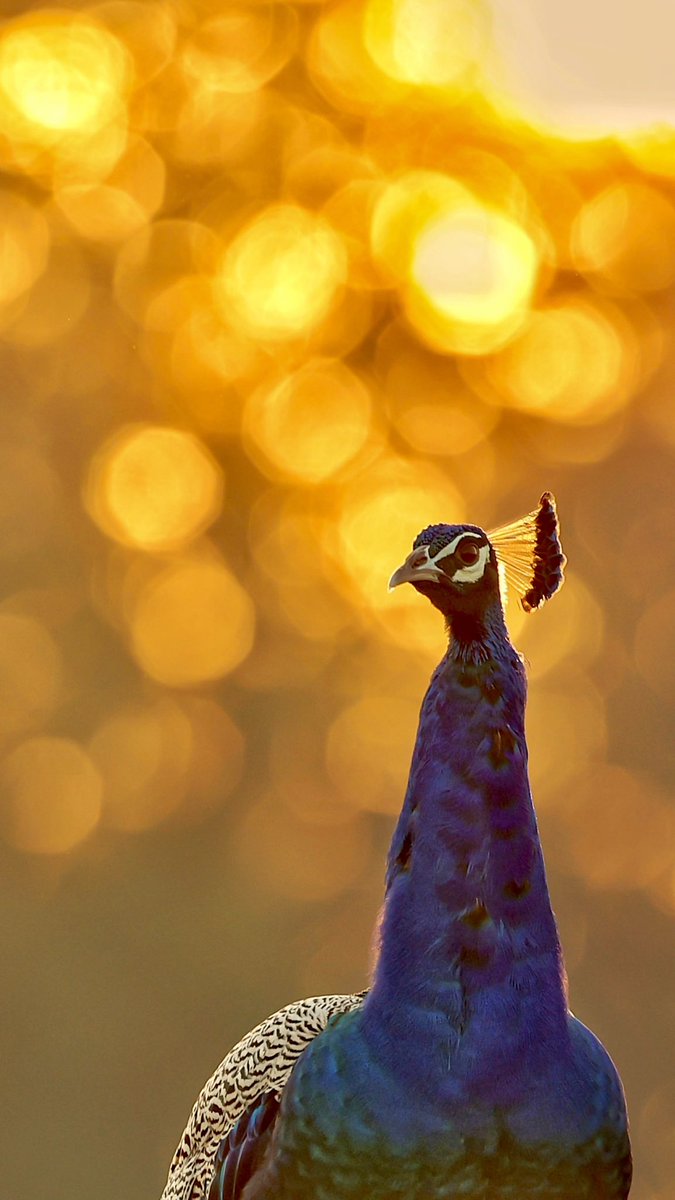 <a href="/Sinbadilmarino/">Sinbad the Sailor</a> @Mireyita_art <a href="/30CamposEliseos/">30 Campos Elíseos</a> Golden Crown

<a href="/Vimal72/">Dr Vimal Hemani | drhemani.eth / drhemani.tez</a> <a href="/fineartbyhendro/">Hendro Soetrisno | hendro.eth</a> <a href="/thesolorover09/">Abhi Sol/Eth/Tezos</a>