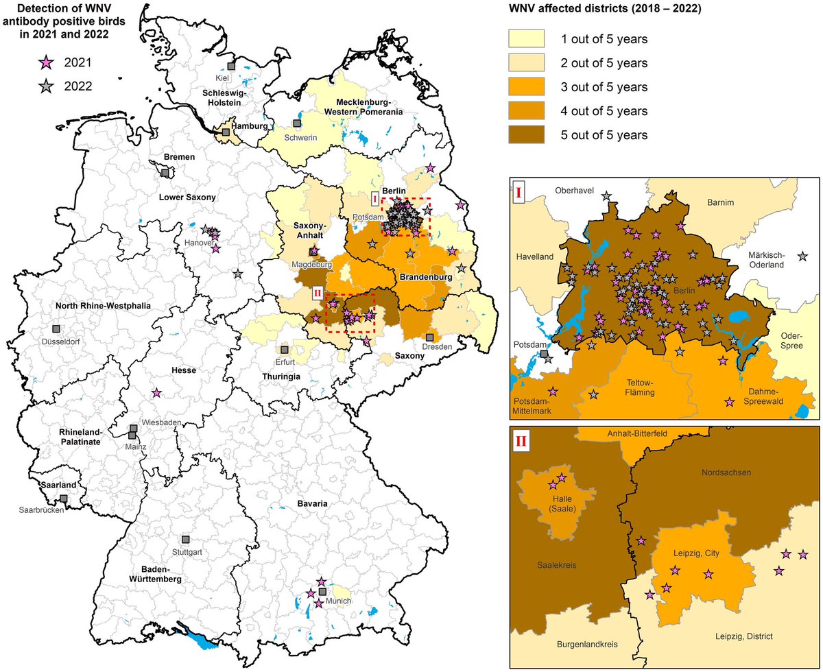 Jonas Schmidt-Chanasit (@chanasitjonas) on Twitter photo Together with our dear <a href="/Loeffler_News/">Friedrich-Loeffler-Institut</a> colleagues, West Nile virus 🦠 has been detected at several new locations in #Germany 🇩🇪. Wild bird 🐦 monitoring can serve as an early warning system. #arbovirus #virus #WestNileVirus #Usutu tandfonline.com/doi/full/10.10… Together with our dear <a href="/Loeffler_News/">Friedrich-Loeffler-Institut</a> colleagues, West Nile virus 🦠 has been detected at several new locations in #Germany 🇩🇪. Wild bird 🐦 monitoring can serve as an early warning system. #arbovirus #virus #WestNileVirus #Usutu tandfonline.com/doi/full/10.10…