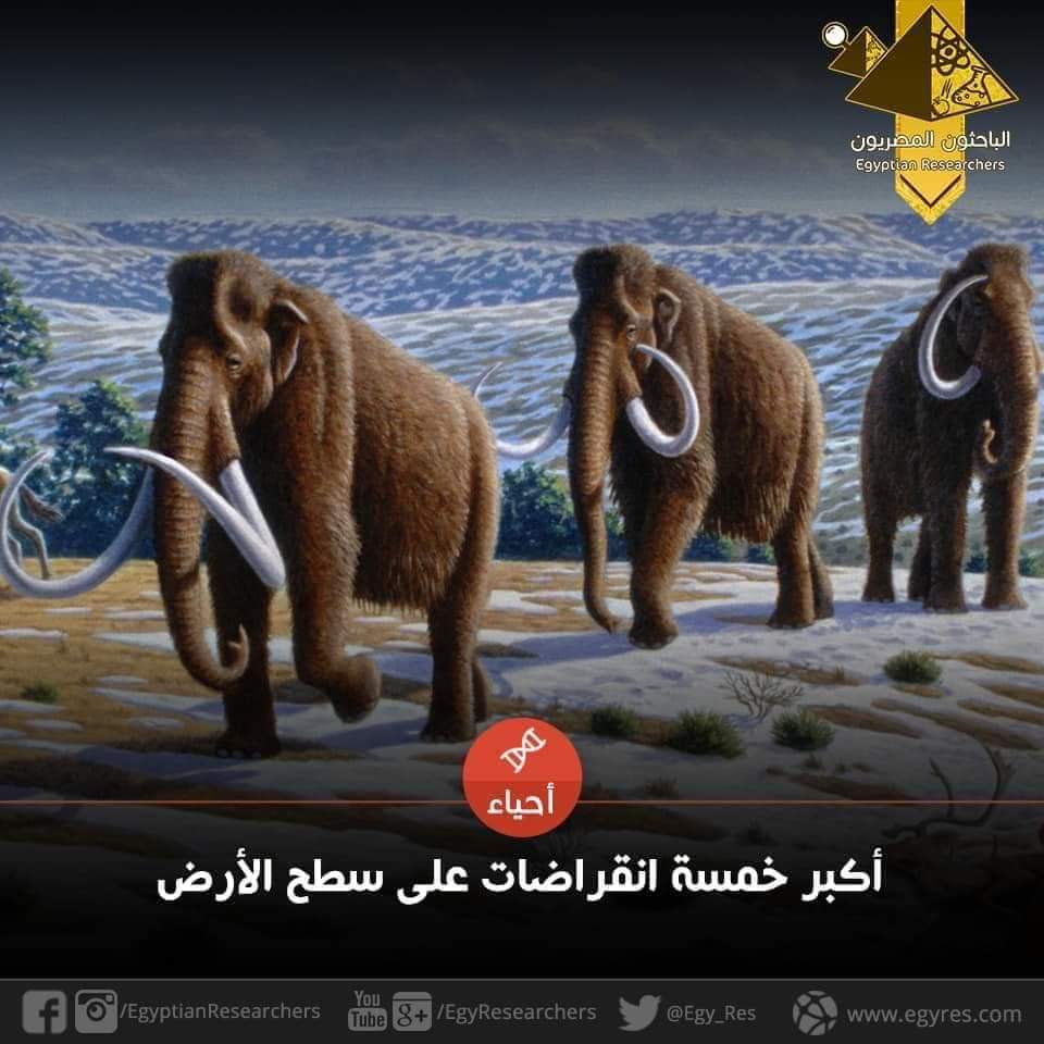 🔥⚒ أكبر خمسة انقراضات جماعية على الأرض ⚒🔥

🔹️الانقراض الاوردوفيشي-السيلوري
 (Ordovician-Silurian extinction)

🔹️انقراض العصر الديفوني المتأخر
 (Late Devonian extinction)

🔹️انقراض العصر البرمي
 (Permian extinction)

🔹️انقراض 

#Yasser_Khalil

instagram.com/p/DCLYjG6JLuq/…