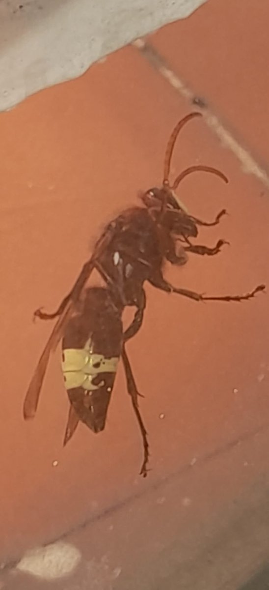 mmr450's tweet photo. @Ayto_Sevilla 
URGENTE: ¡Plaga de avispones asiáticos en Luis Montoto 89,91,93,95¡No se puede abrir la ventana.Estos insectos agresivos representan un grave peligro para la seguridad de vecinos y mascotas, con picaduras potencialmente mortales. https://t.co/dfwIJ4ej36