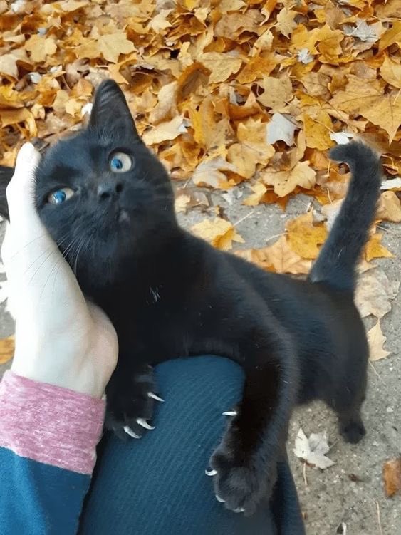 NoCatsNoLife_m's tweet photo. Blacky 🥰🖤 https://t.co/VMzNDiv3uU