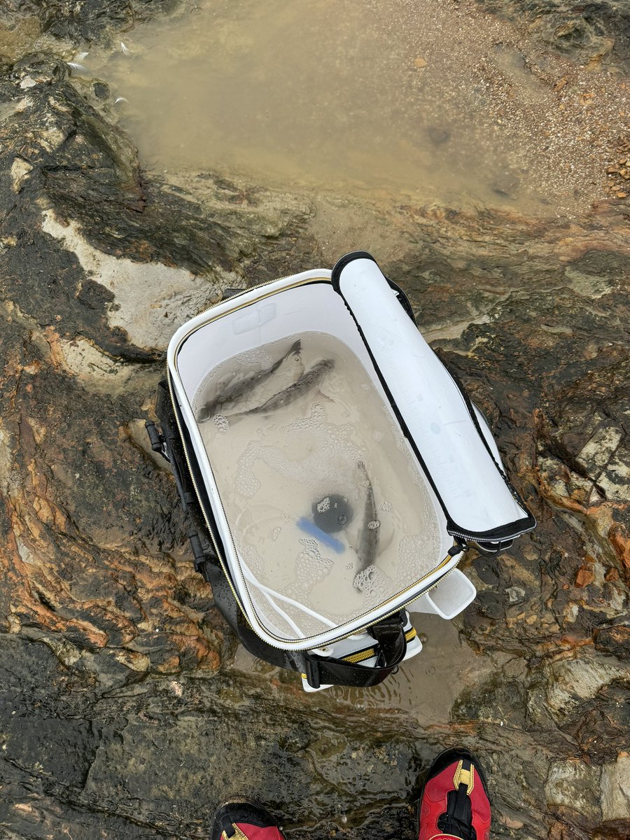 YBb3aVjlt5P4lfO's tweet image. 今日は天草ジャパンC予選に行ってきました🎣奇跡に近い事が起き一緒に行った仲間とまさかの３人磯💦昨日は全体的に釣れてたみたいでしたがかなり厳しい結果になりました😥そんな中那賀ちんが準優勝の全国の切符を手にいれました！おめでとう🎉自分もチャリゲットしました笑笑皆さんお疲れ様でした！