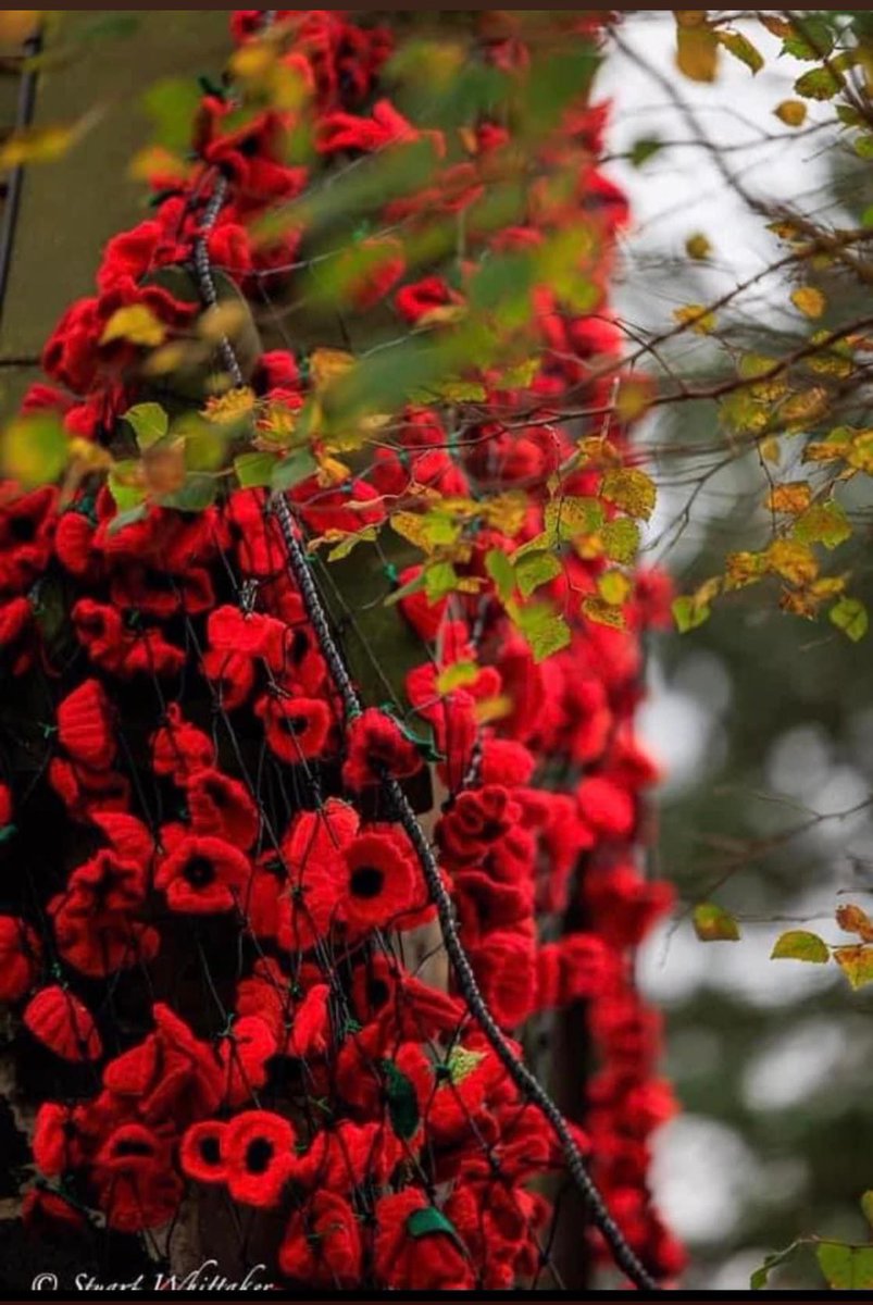 whittake2's tweet photo. Lest We Forget
#lestweforget2024 #RememberanceDay2024 https://t.co/AmeamTjEef