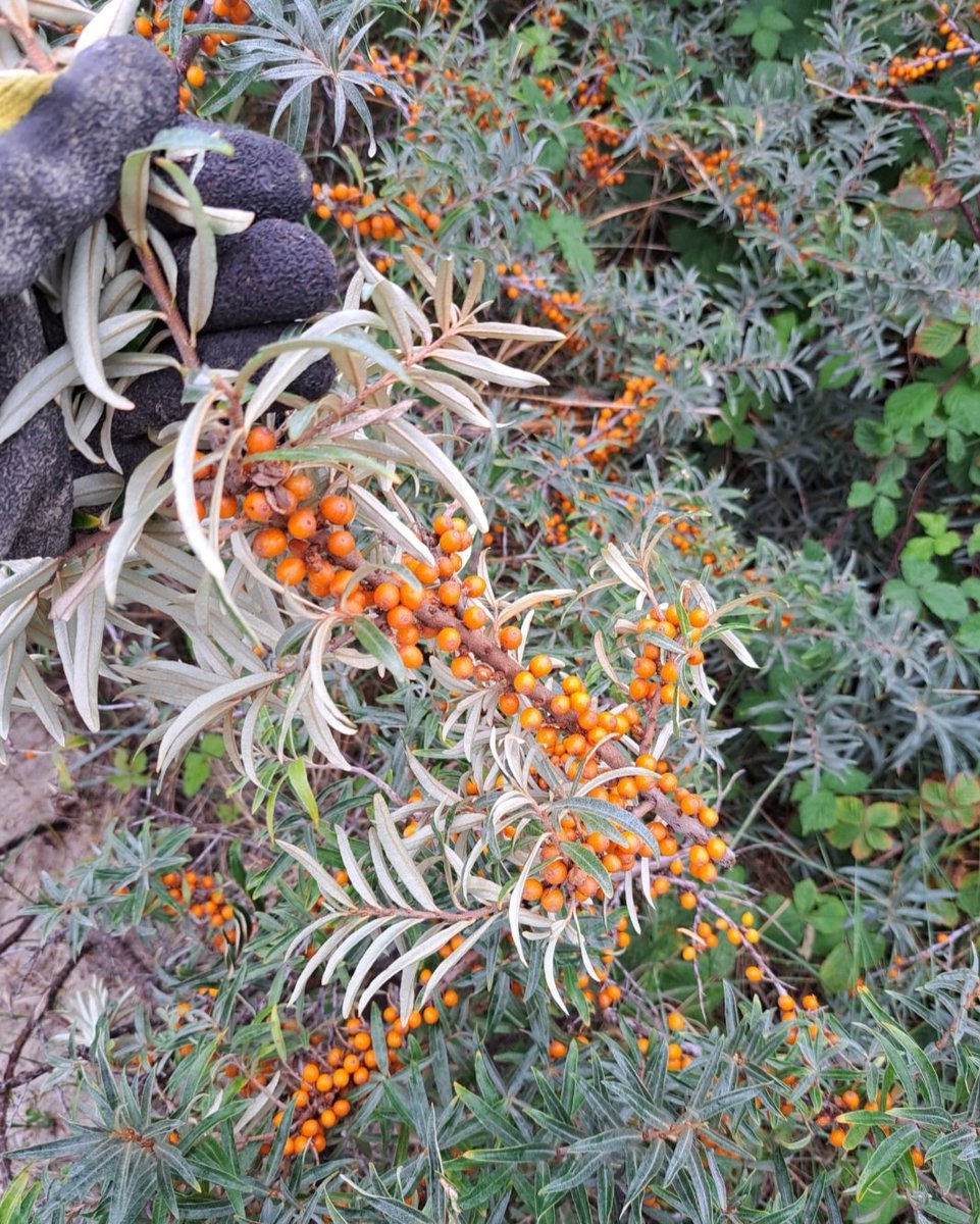 marjanna v.d. meulen tweet media