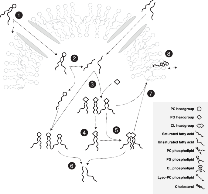 A tuneable minimal cell membrane reveals that two lipid species suffice for life
doi.org/10.1038/s41467…