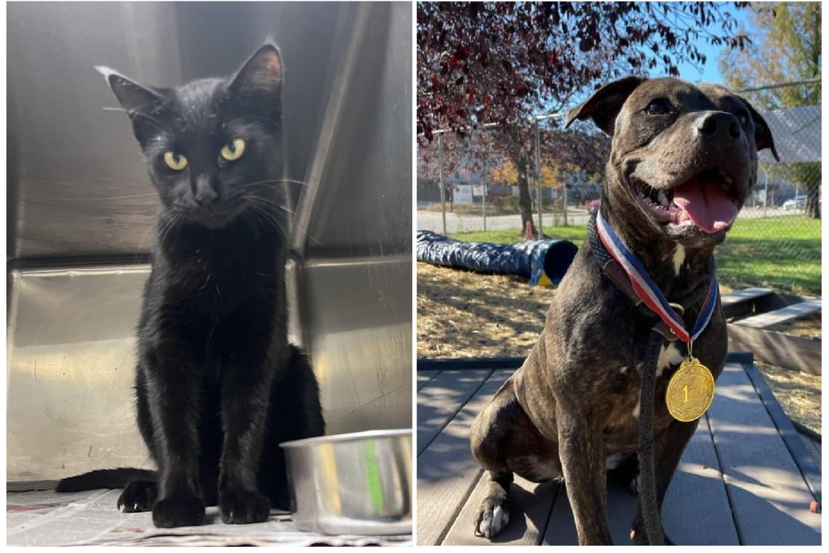 Chicago Animal Care and Control is hosting an adoption event today to help find homes for the more than 250 cats and dogs it’s taken in since Nov. 1. blockclubchi.co/40CF73S