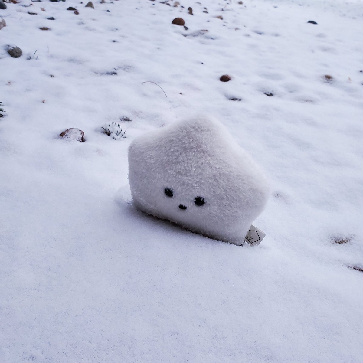 sucklet. tweet media