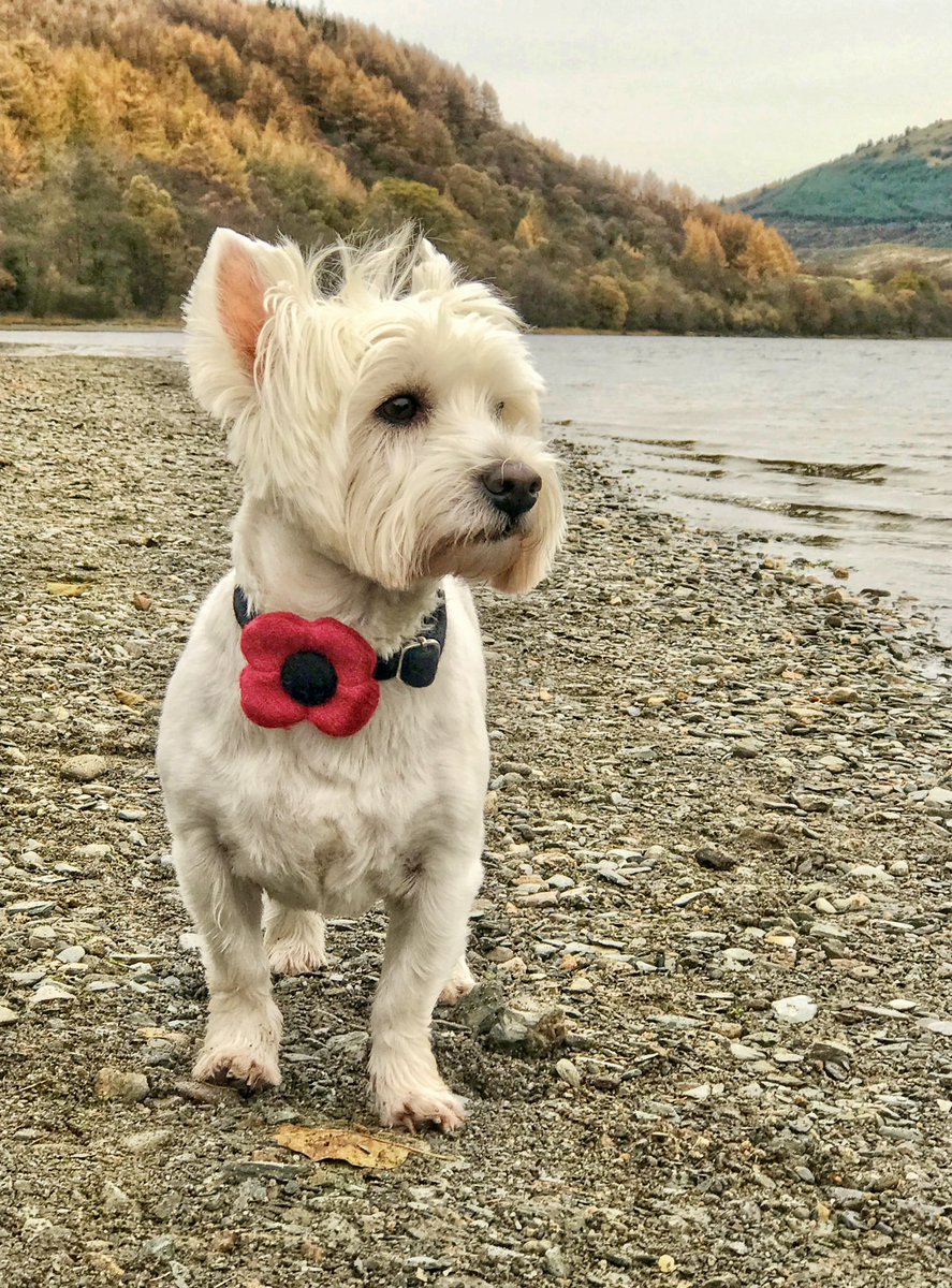 Theweewhitedug's tweet image. In Flanders fields the poppies blow
Between the crosses, row on row,
    That mark our place; and in the sky
    The larks, still bravely singing, fly
Scarce heard amid the guns below.

#lestweforget2024 #ArmisticeDay