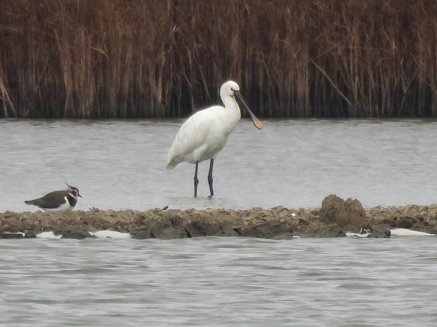 IanFouk's tweet image. Spoonbill -am- west pond @RSPBSaltholme 
Also Pintail x2 drake. Marsh Harrier over and Pink-footed Geese x67 flying south.
Redwing c.12 around main lake. Also Bearded Tit male from vc through window.
Barnacle Geese &amp;amp; White-fronted Goose on Back Saltholme.
@teesbirds1