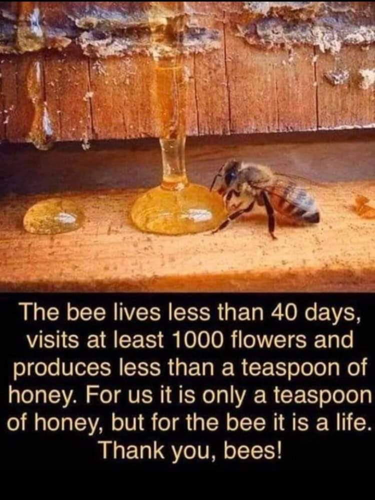 Love the Bees 🐝 🍯🖤💛🖤💛
