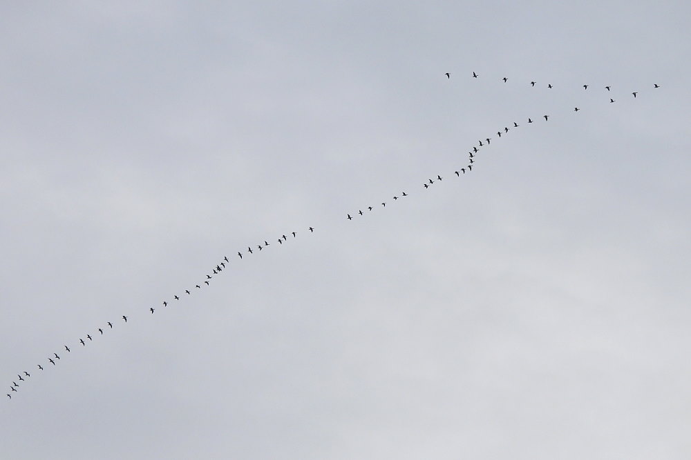 IanFouk's tweet image. Spoonbill -am- west pond @RSPBSaltholme 
Also Pintail x2 drake. Marsh Harrier over and Pink-footed Geese x67 flying south.
Redwing c.12 around main lake. Also Bearded Tit male from vc through window.
Barnacle Geese &amp;amp; White-fronted Goose on Back Saltholme.
@teesbirds1