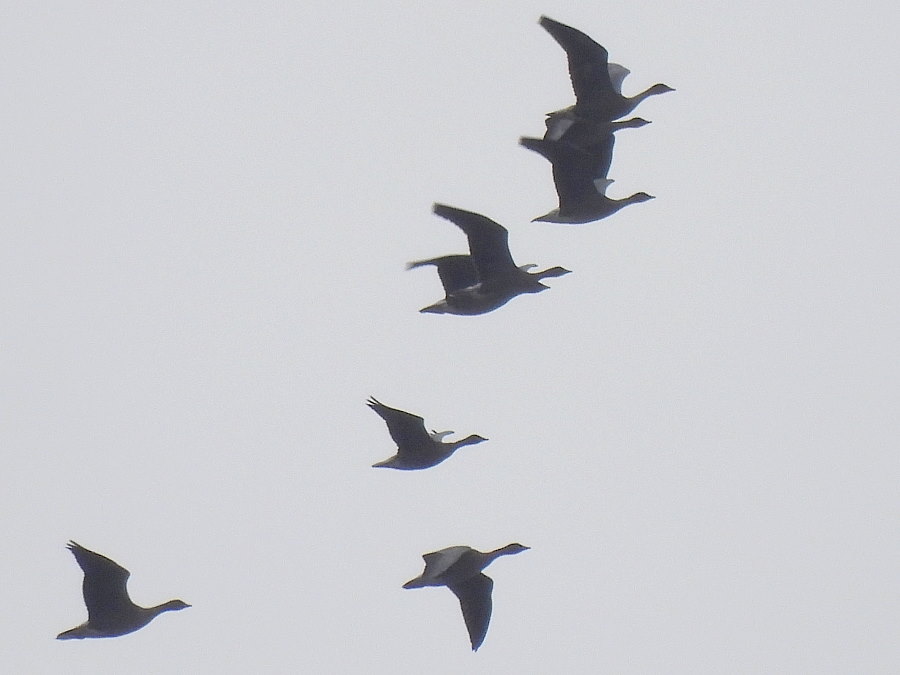 IanFouk's tweet image. Spoonbill -am- west pond @RSPBSaltholme 
Also Pintail x2 drake. Marsh Harrier over and Pink-footed Geese x67 flying south.
Redwing c.12 around main lake. Also Bearded Tit male from vc through window.
Barnacle Geese &amp;amp; White-fronted Goose on Back Saltholme.
@teesbirds1