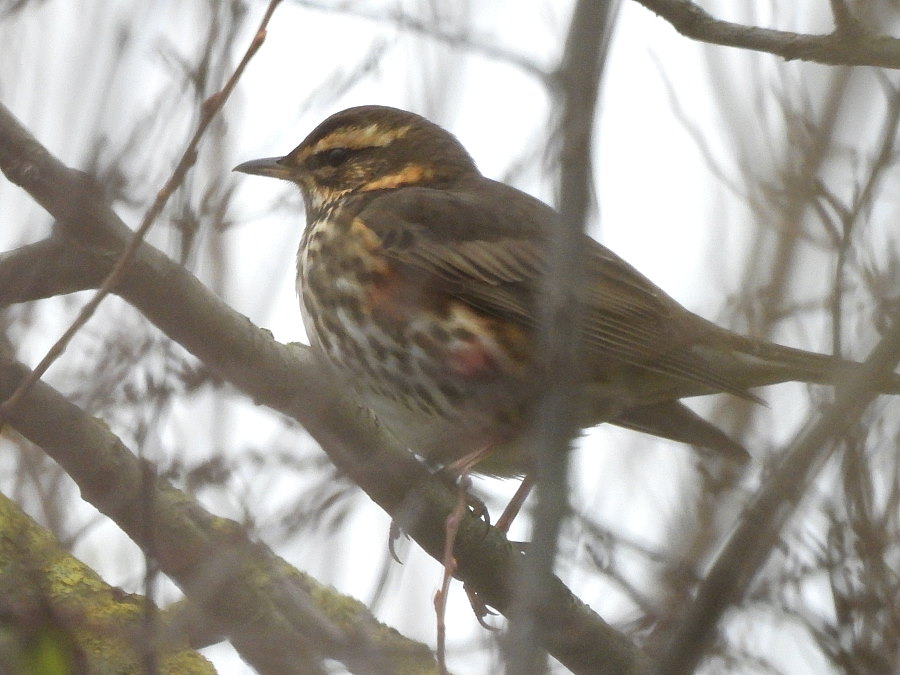 IanFouk's tweet image. Spoonbill -am- west pond @RSPBSaltholme 
Also Pintail x2 drake. Marsh Harrier over and Pink-footed Geese x67 flying south.
Redwing c.12 around main lake. Also Bearded Tit male from vc through window.
Barnacle Geese &amp;amp; White-fronted Goose on Back Saltholme.
@teesbirds1