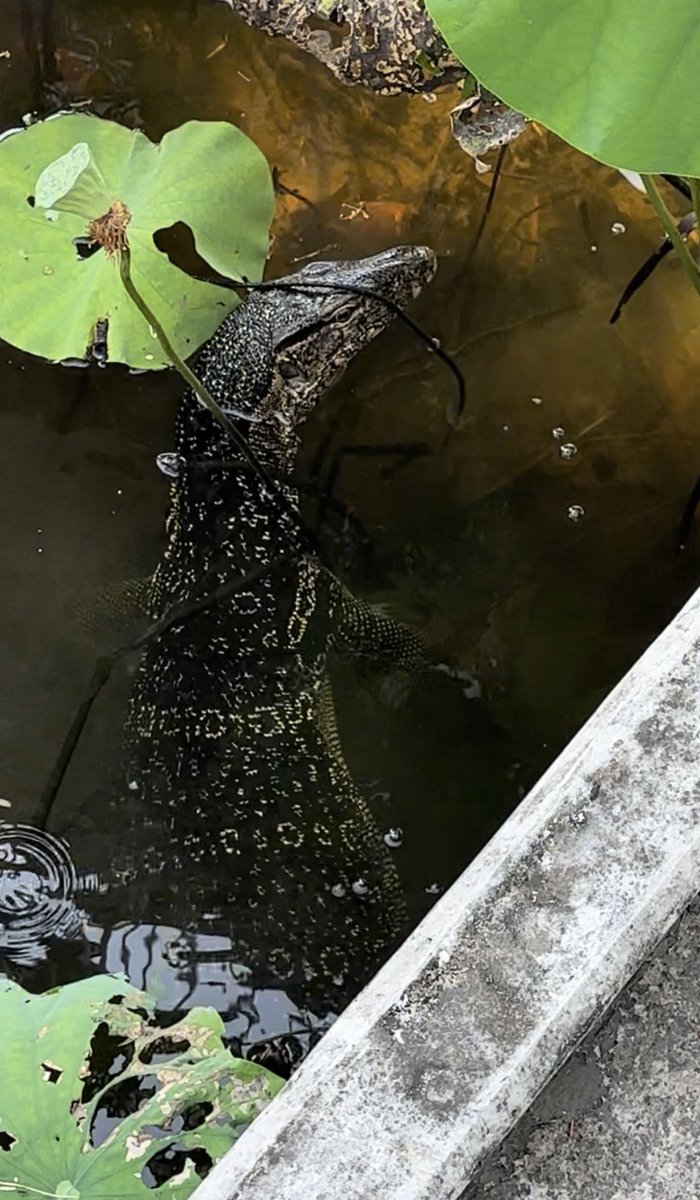 Nice vibe Bangkok(In the park in front of the devcon venue)