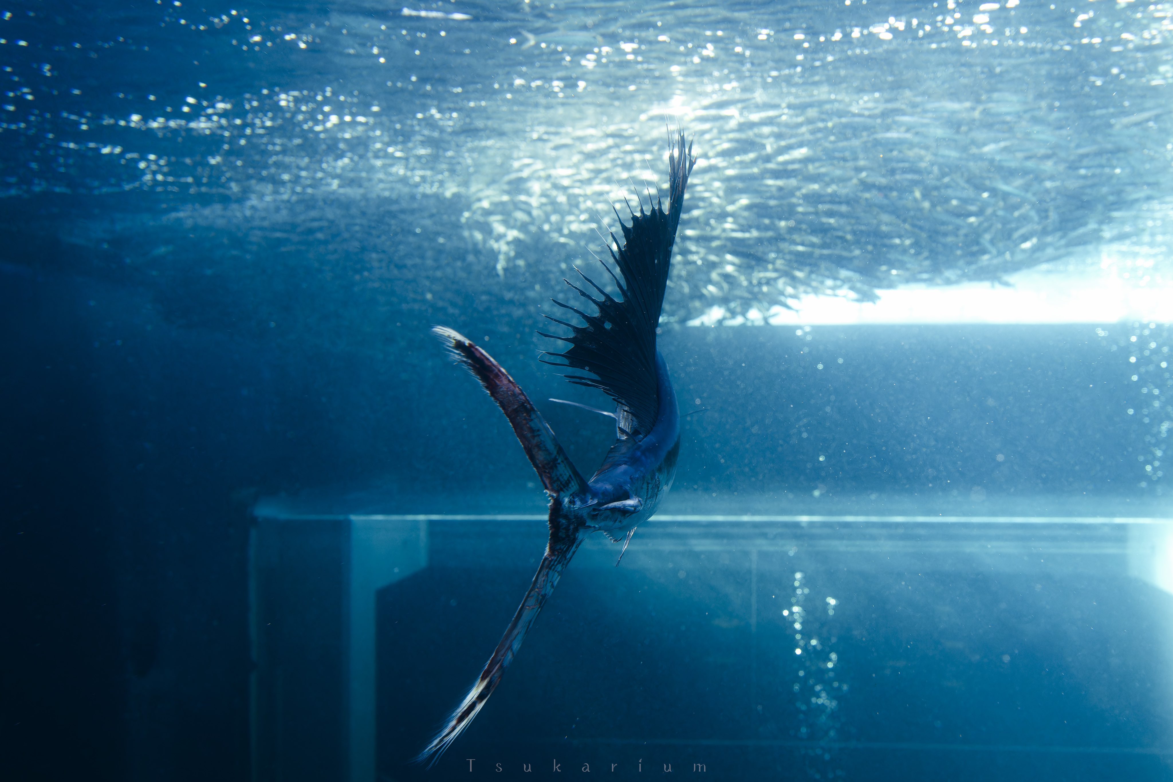 銀鏡つかさ/水族館写真家 on X: 