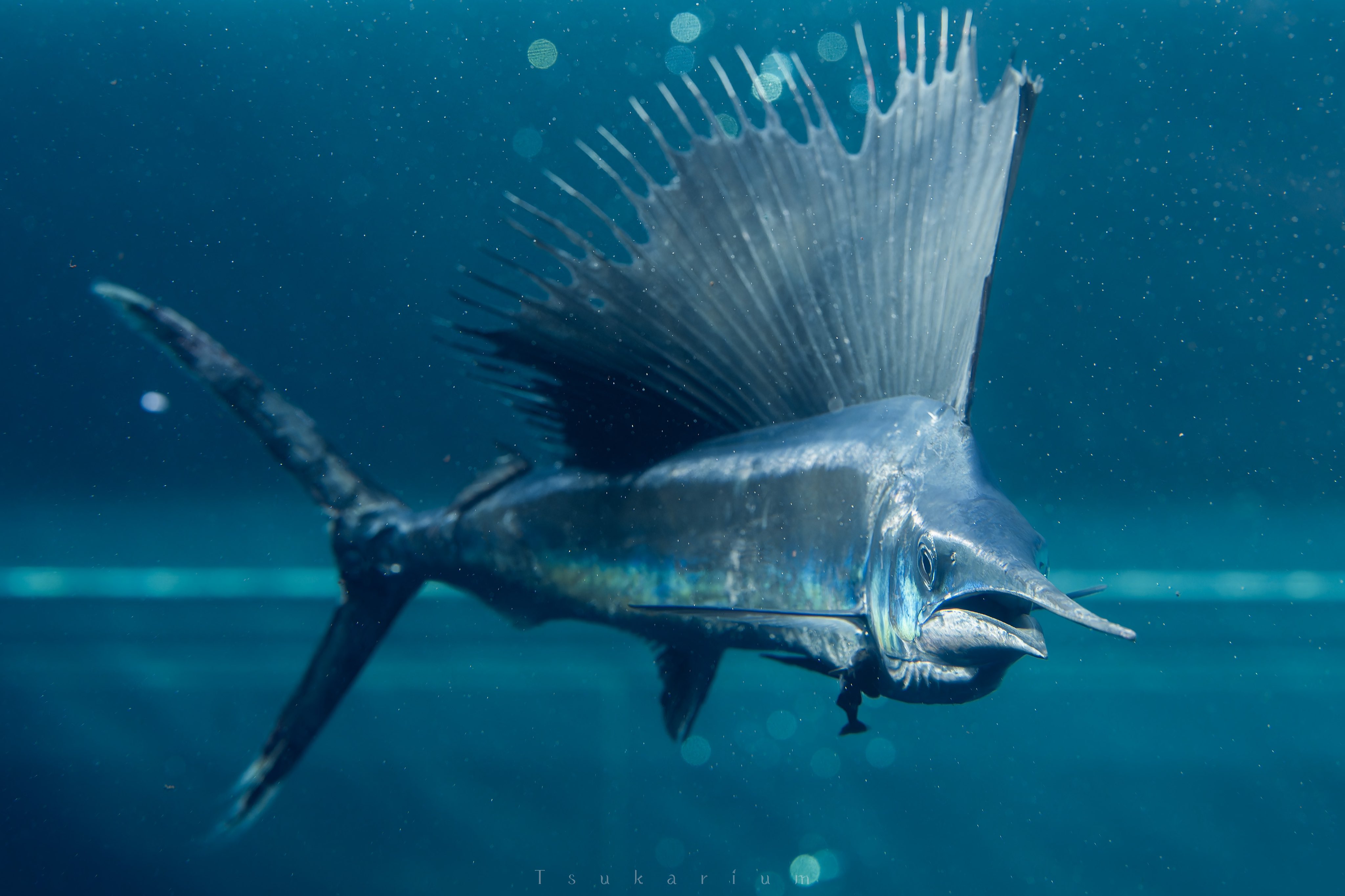 銀鏡つかさ/水族館写真家 on X: 