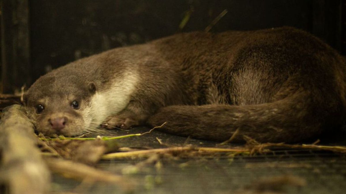 Neha Panchamiya tweet media