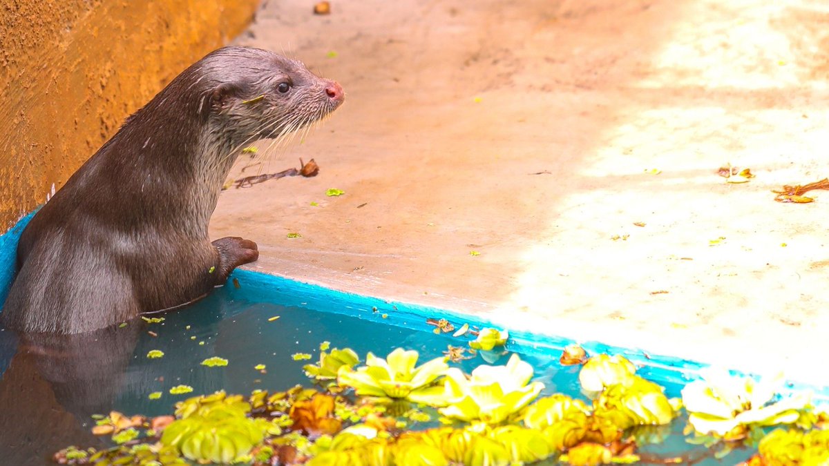 For the first time, a Eurasian Otter has been recorded in Pune District, Maharashtra, marking a new chapter in the region’s wildlife history. This discovery, was made possible by a recent rescue operation conducted by RESQ CT and the Pune Forest Department, bringing renewed