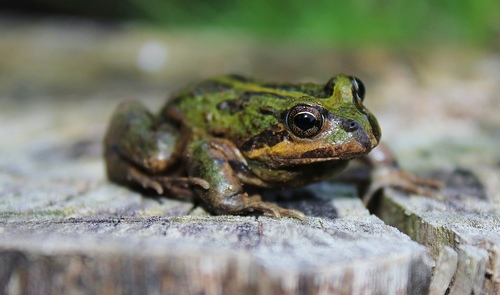 Viridis infranenata tweet media