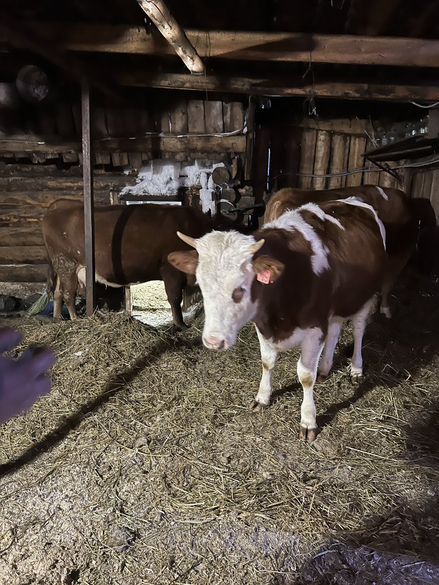 Это мой папа, и его коровы. 
И вместо того, чтобы выкладывать предполагаемые враки одна дочь у него или две, и почему они не помогают на содержание коров - спросите у меня :) 
<a href="/vgmax/">Владимир Максимов</a> мой отец - и я младшая дочь. Ещё есть старшая, которая да, живет в Израиле.