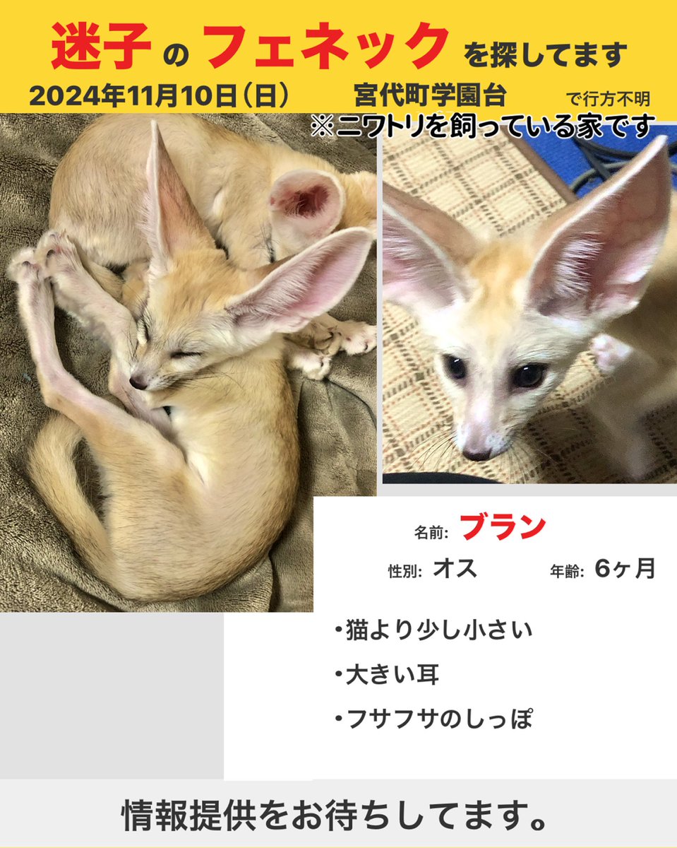 GT5pCI3nSimXzyg's tweet photo. 埼玉県宮代町で迷子のフェネックを探しています。
2024年11月10日の未明に自宅から脱走しました。
情報を提供してくださる方はDMからご連絡ください。
#埼玉　#宮代町　#みやしろまち　#拡散希望　#探しています　#迷子ペット https://t.co/vJadsZBKNZ