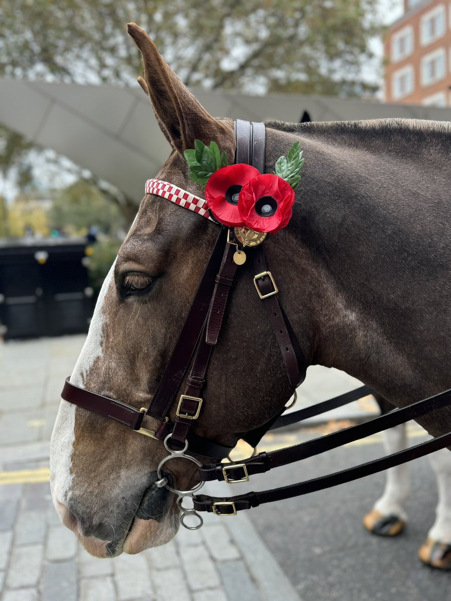 CityHorses's tweet image. #PHGilbert &amp;amp; #PH Pollard leading the parade from St Paul’s in honour of #RemembranceDay2024. They did us so proud #LestWeForget @CityPolice @StPaulsLondon